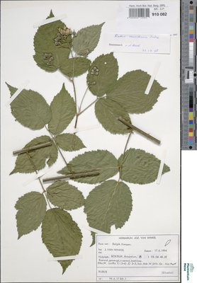 Rubus sciocharis (Sudre) W.C.R.Watson