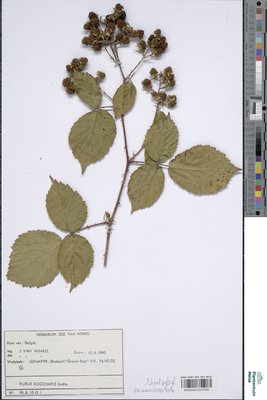 Rubus sciocharis (Sudre) W.C.R.Watson