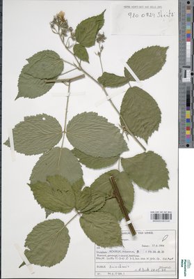 Rubus sciocharis (Sudre) W.C.R.Watson
