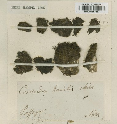 BM000867857