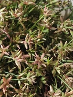 Juncus pygmaeus Rich. ex Thuill.: leaf
