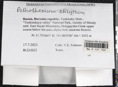 Orthothecium chryseon (Schwägr.) Schimp., Moscow University Herbarium