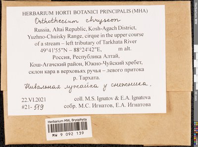 Orthothecium chryseon (Schwägr.) Schimp., Moscow University Herbarium