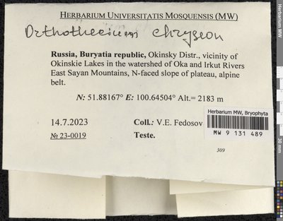 Orthothecium chryseon (Schwägr.) Schimp., Moscow University Herbarium