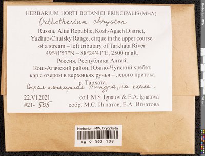 Orthothecium chryseon (Schwägr.) Schimp., Moscow University Herbarium