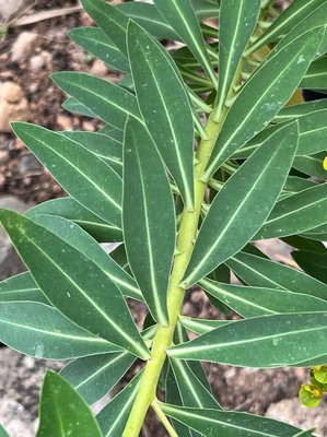 Euphorbia margalidiana Kuhbier & Lewej.: leaf