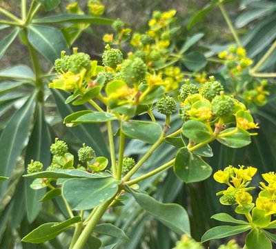 Euphorbia margalidiana Kuhbier & Lewej.: other