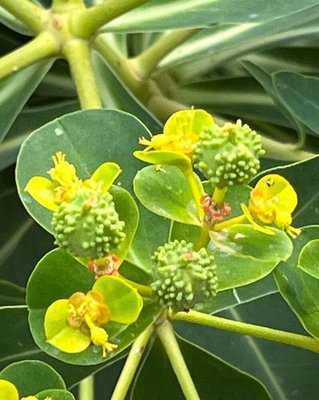 Euphorbia margalidiana Kuhbier & Lewej.: flower