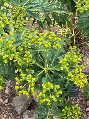 Euphorbia margalidiana Kuhbier & Lewej.: habit