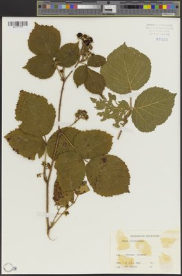Rubus villarsianus (QFA0097028) à l'Herbier Louis-Marie (QFA), Université Laval, Québec, Québec, Canada