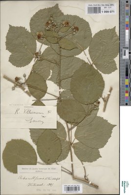Rubus villarsianus Focke