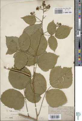 Rubus villarsianus Focke