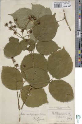 Rubus villarsianus Focke