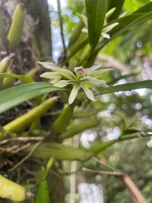 Prosthechea abbreviata (Schltr.) W.E.Higgins: flower