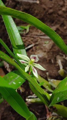 Prosthechea abbreviata (Schltr.) W.E.Higgins: flower