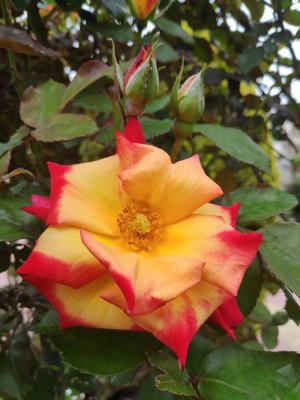 Rosa chinensis Jacq.: flower