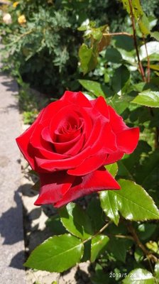 Rosa chinensis Jacq.: flower
