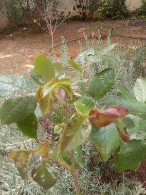 Rosa chinensis Jacq.: leaf