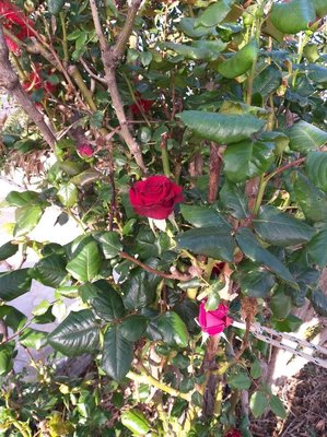 Rosa chinensis Jacq.: flower