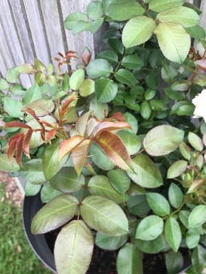 Rosa chinensis Jacq.: leaf