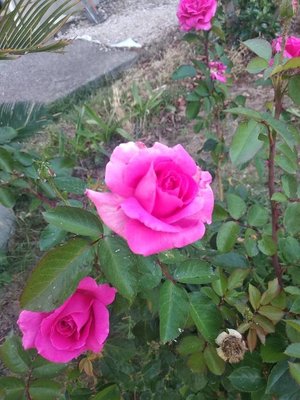 Rosa chinensis Jacq.: flower