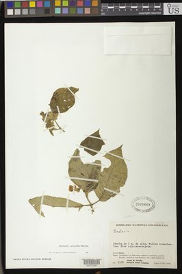 00079190.tif