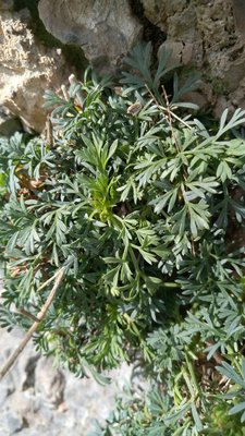 Seseli montanum L.: leaf