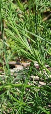 Seseli montanum L.: leaf