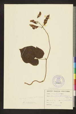 Vigna khandalensis (Santapau) Sundararagh. & Wadhw