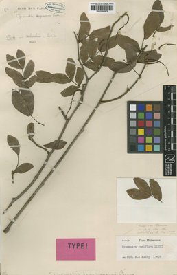 BM000946678