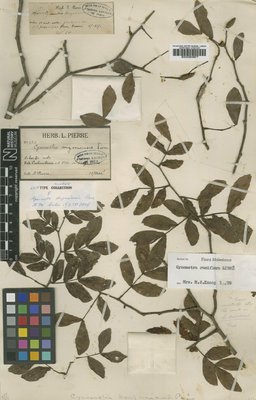 BM000946677