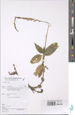 Cheirostylis lepida (Rchb.f.) Rolfe