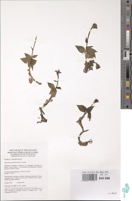 Cheirostylis lepida (Rchb.f.) Rolfe