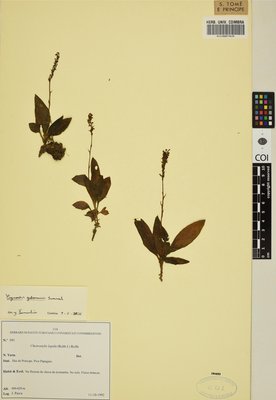 COI00087963 - Cheirostylis lepida - Paiva, Jorge - 593