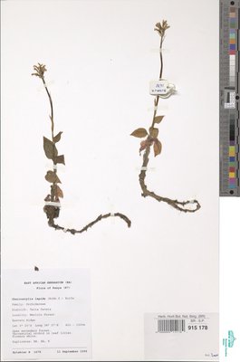 Cheirostylis lepida (Rchb.f.) Rolfe