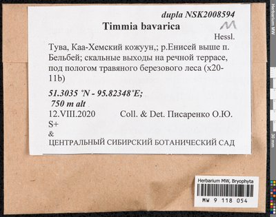 Timmia bavarica Hessl., Moscow University Herbarium
