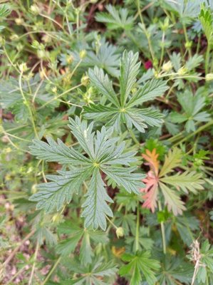 Potentilla rhenana P.J.Müll. ex Zimmeter: leaf
