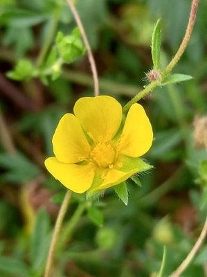 Potentilla rhenana P.J.Müll. ex Zimmeter: flower