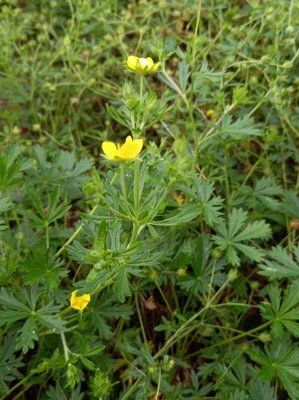 Potentilla rhenana P.J.Müll. ex Zimmeter: leaf