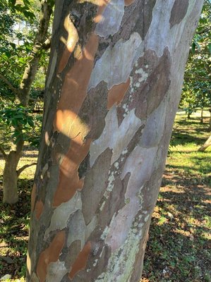 Stewartia pseudocamellia Maxim.: bark