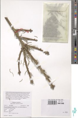 Picea likiangensis var. hirtella (Rehder & E.H.Wilson) W.C.Cheng