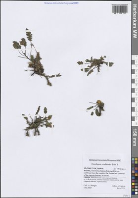 Corchorus erodioides Balf.fil., Moscow University Herbarium