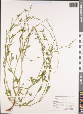 Polygonum bellardii All. (Спорыш Белларди, Горец Белларди), Moscow University Herbarium