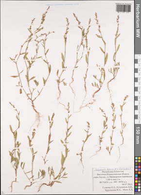 Polygonum bellardii All. (Спорыш Белларди, Горец Белларди), Moscow University Herbarium