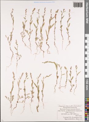 Polygonum bellardii All. (Спорыш Белларди, Горец Белларди), Moscow University Herbarium