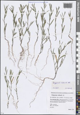 Polygonum bellardii All. (Спорыш Белларди, Горец Белларди), Moscow University Herbarium