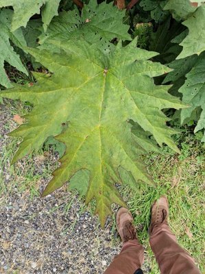 Rheum palmatum L.: leaf