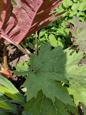 Rheum palmatum L.: leaf