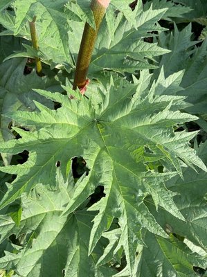Rheum palmatum L.: leaf