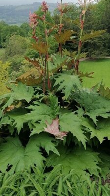 Rheum palmatum L.: leaf